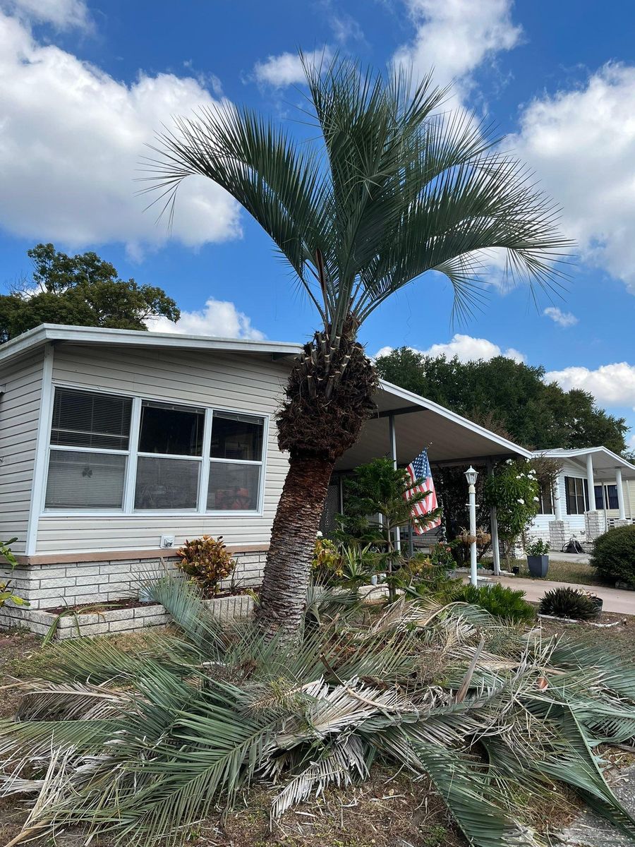 Tree Removal for Bills Tree Service in Valrico, FL