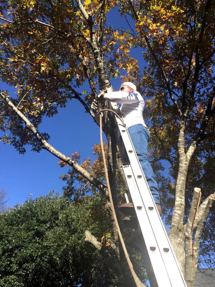 Tree Trimming and Removal for Danny's Custom Landscaping & Woodchuck Firewood in Garland, TX