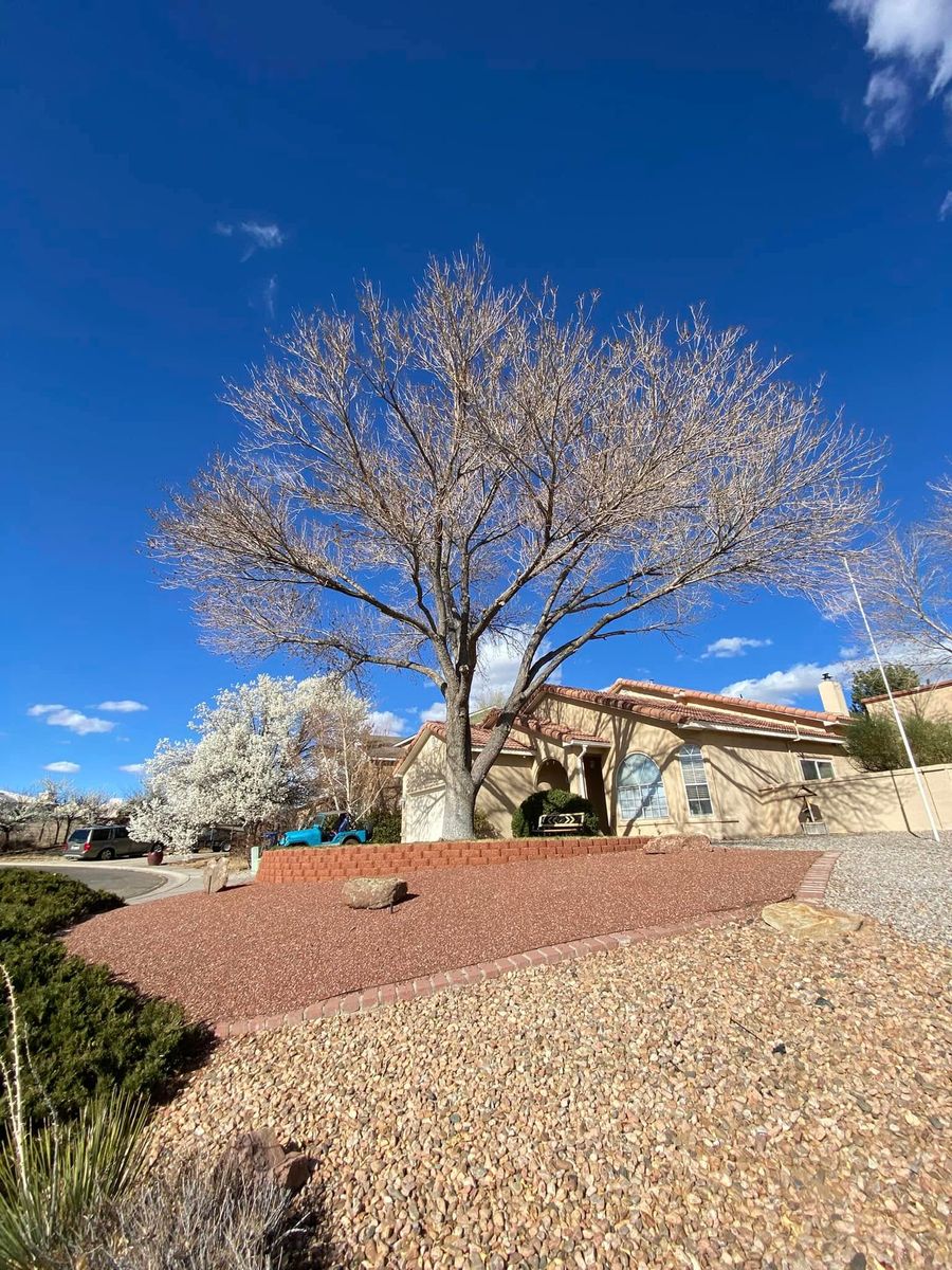 Tree Removal for Tree Service Miracles in Albuquerque, NM