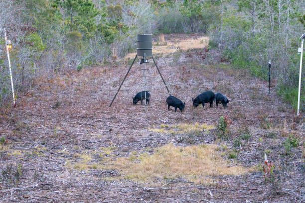 Proactive Hog Trapping for Havoc Hog Control in Molino, FL