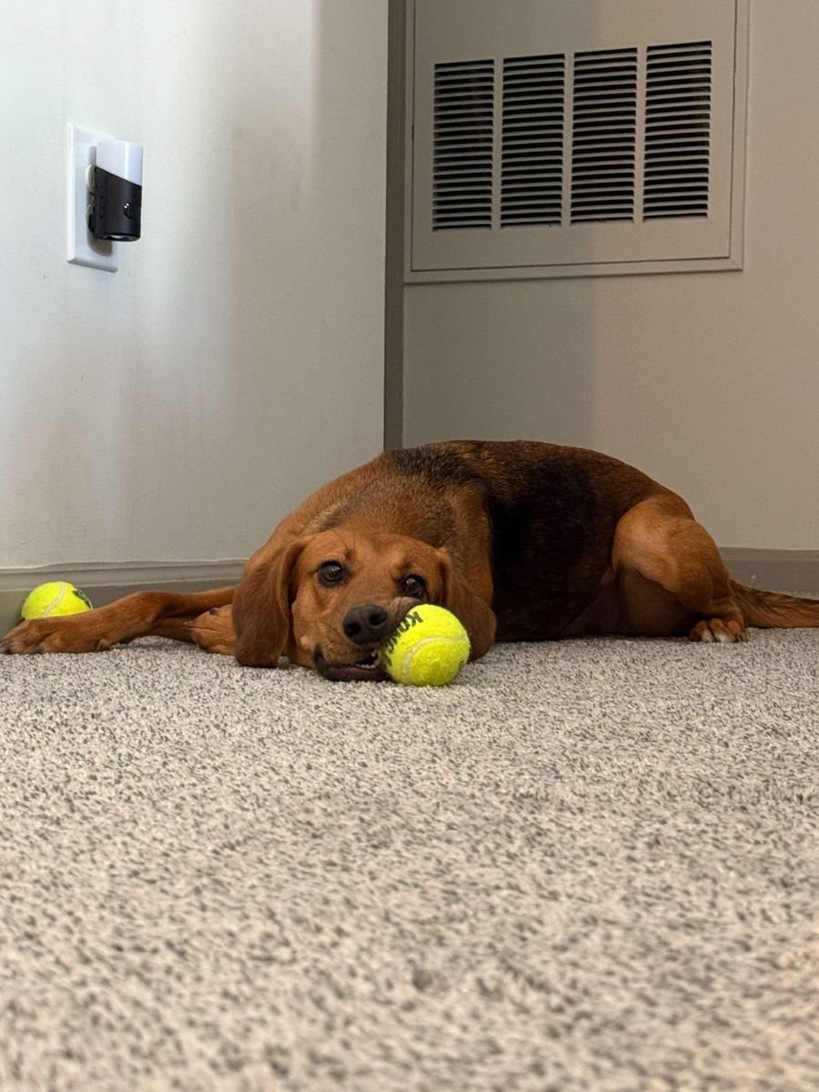 Fun New Service for Down Dog Yoga in Boston, MA