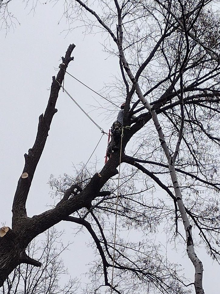 Emergency Tree Removal for Dan's tree service in Bemidji, MN