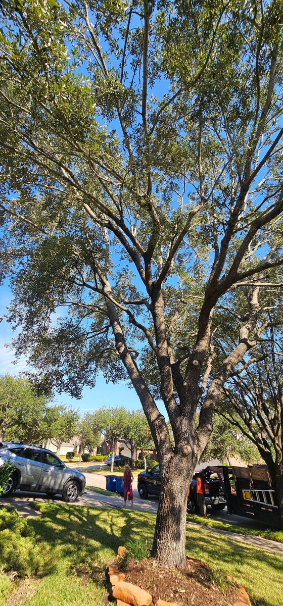 Tree Removal for Servin's Tree Care  in Houston, TX