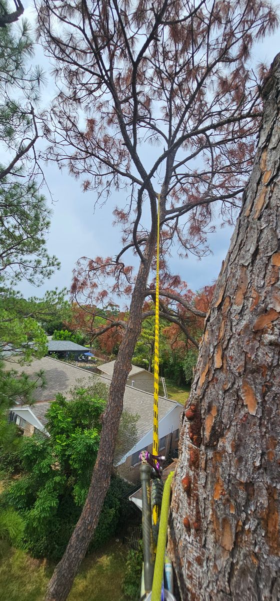 Tree Trimming for Servin's Tree Care  in Houston, TX