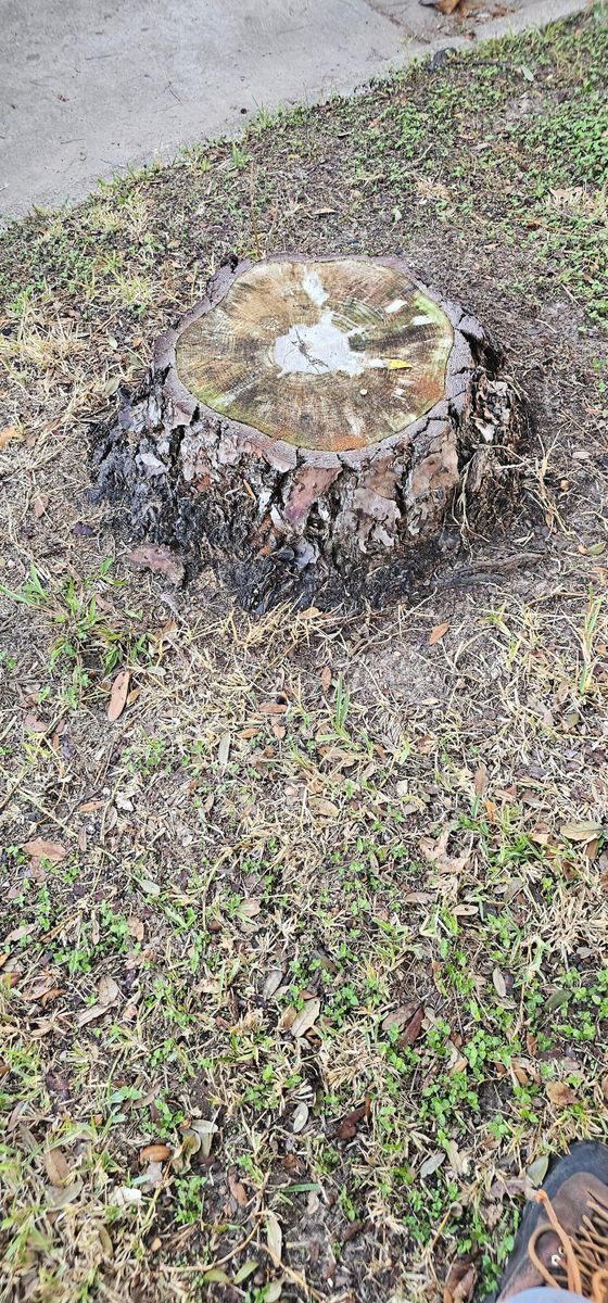 Stump Removal for Servin's Tree Care  in Houston, TX