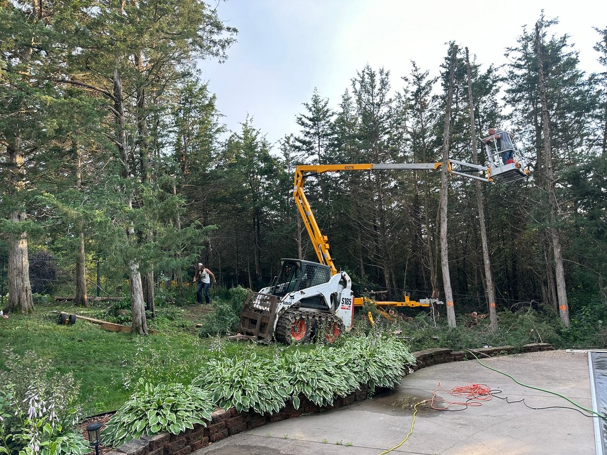 Tree Services for Pro-Care LLC in Hudson, WI