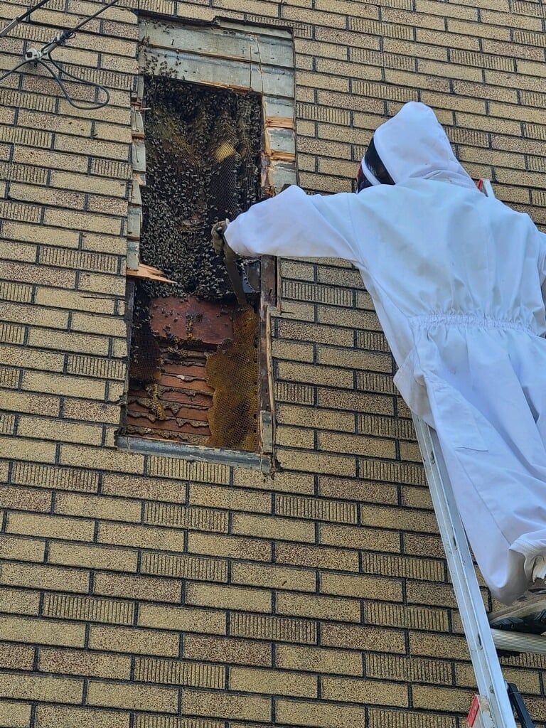 Bee Removal for HoneyBee Blues in McKees Rocks,  PA