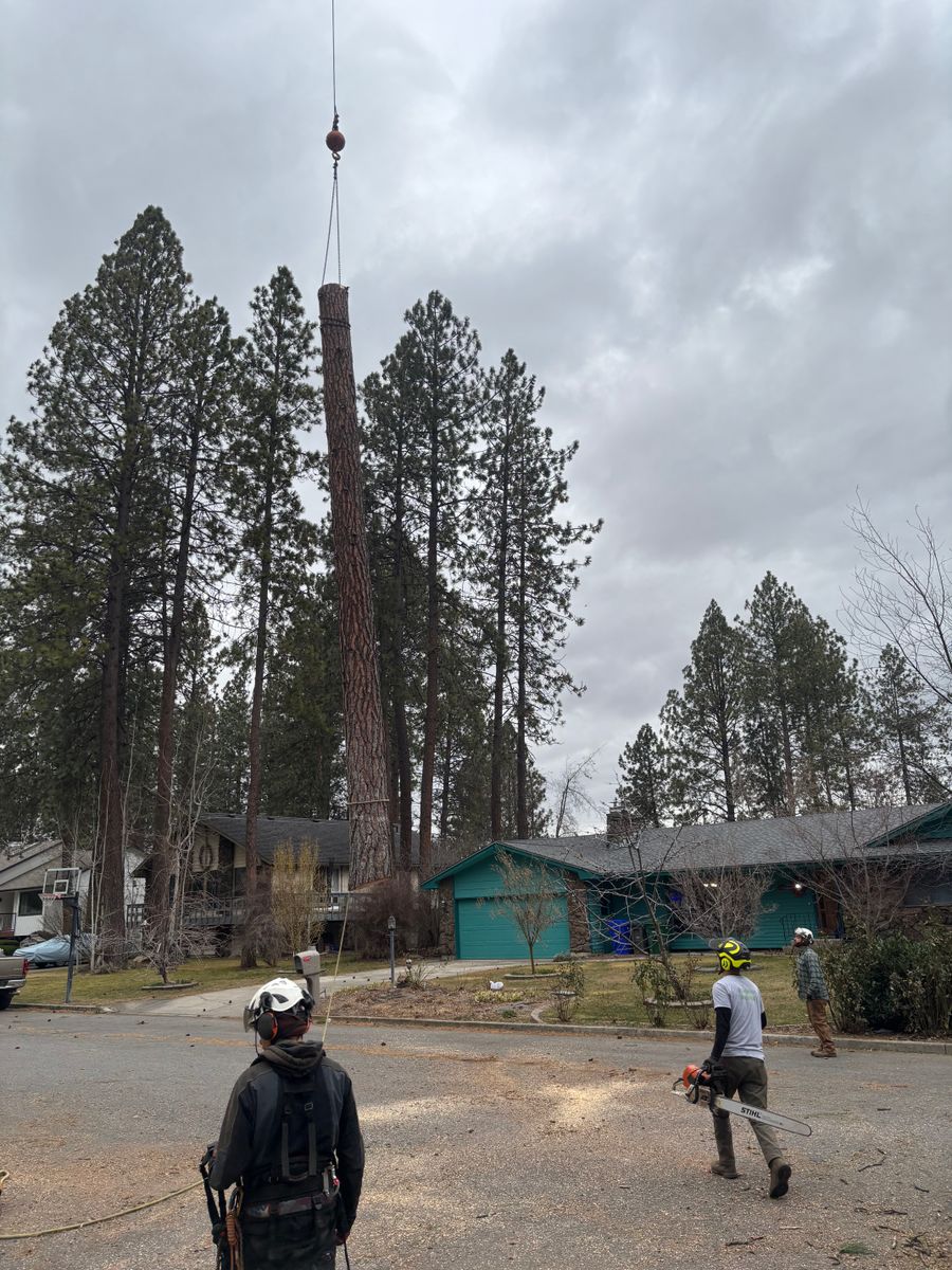 Crane-Assisted Tree Removal for AP Tree Service in Colbert, WA