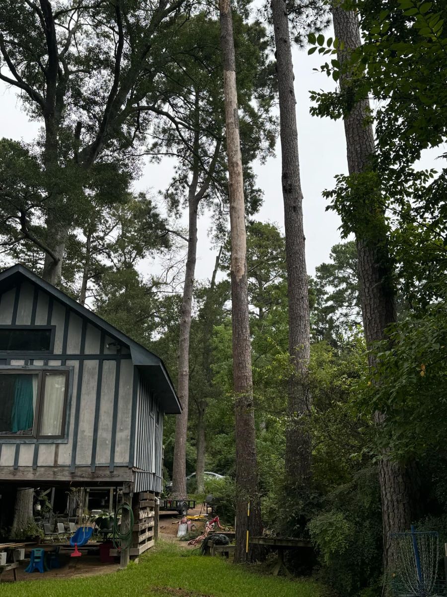 Tree Removal for Sanchez Odd Jobs in Carthage, TX