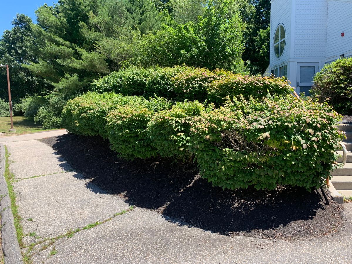 Hedge Trimming for Murray Mowing and More in Ashaway, RI