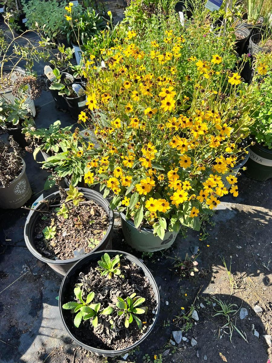 Landscaping for Sanchez Z. Landscaping in Memphis, TN