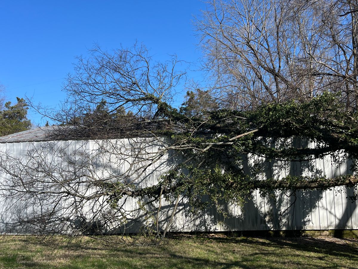 Tree Maintenance for Real Deal Lawn Care in Goodlettsville, TN