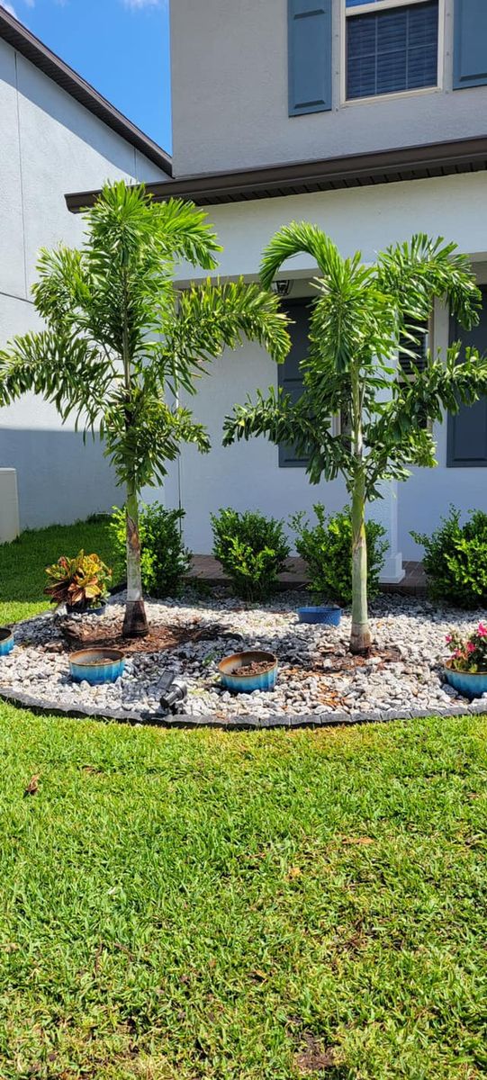 Palm and Trees for Plant World LLC in Cape Coral, FL
