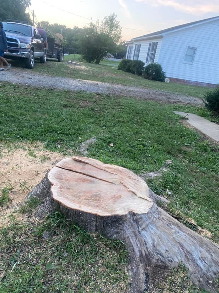 Tree Removal for Pedro's Tree Removal in Charlotte, NC