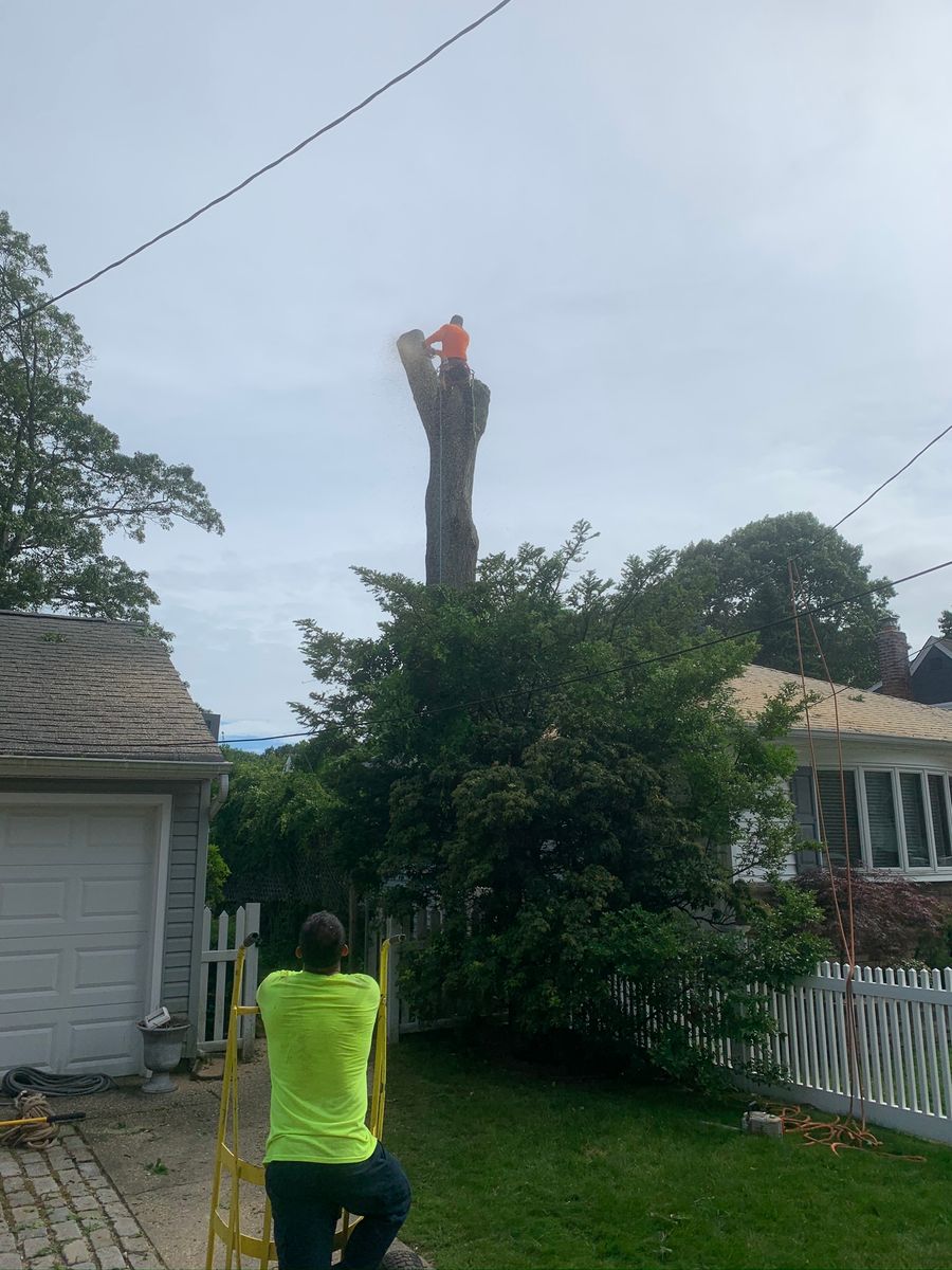 Residential & Commercial for Mr Timber in Ocala, FL