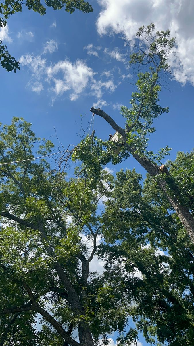 Tree Trimming for T N L - Tree and Land Service in Reynolds, GA