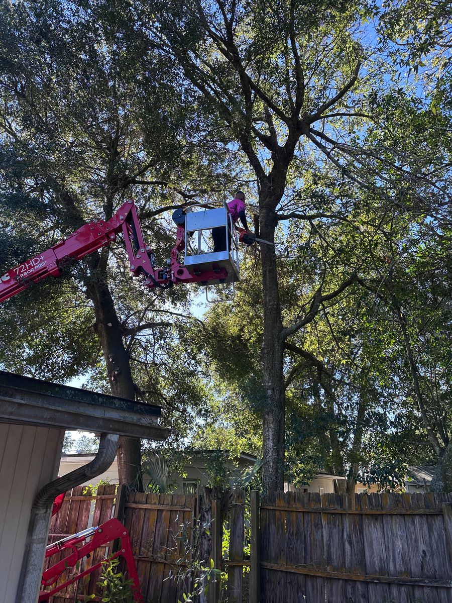 Tree Trimming for Elite Tree & Landscape Services LLC in St. Augustine, FL