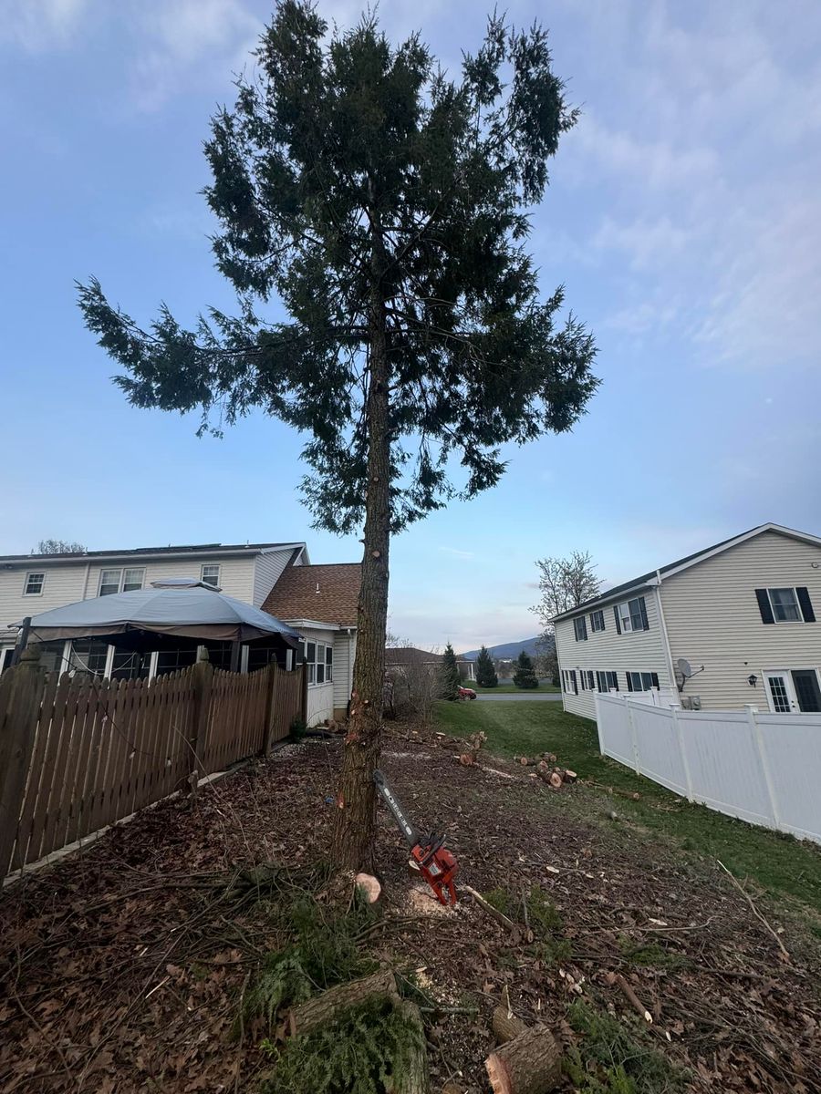 Tree Trimming for Beckenbaugh Tree & Lawn Service in Lewistown, PA
