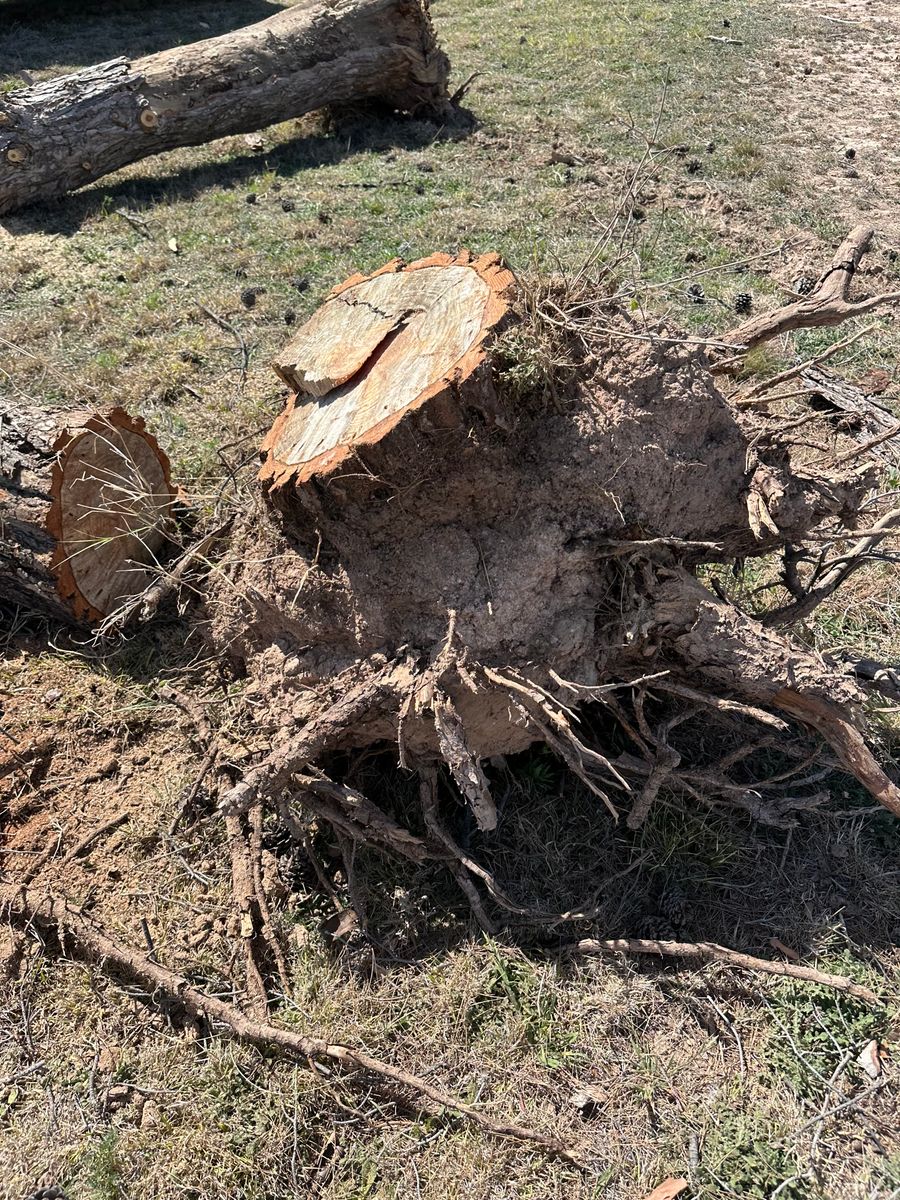 Stump Removal for Compas Cleanup in McCamey, TX