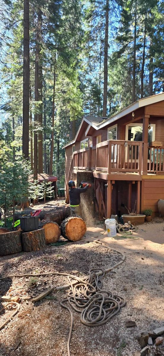 Hazardous Tree Services for George Staddan's Professional Tree Care in Placerville, CA