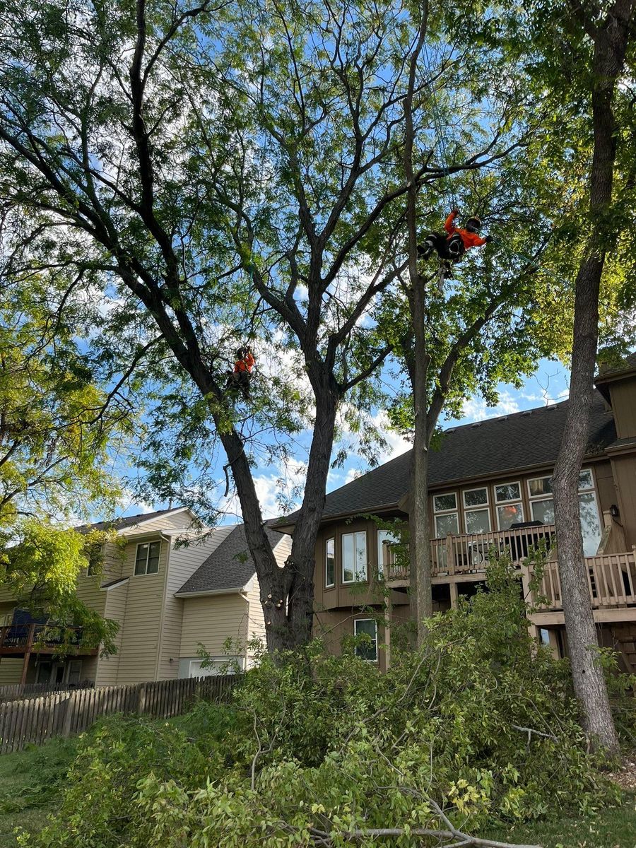 Tree Trimming for Cross Family Tree Service in Kearney, MO