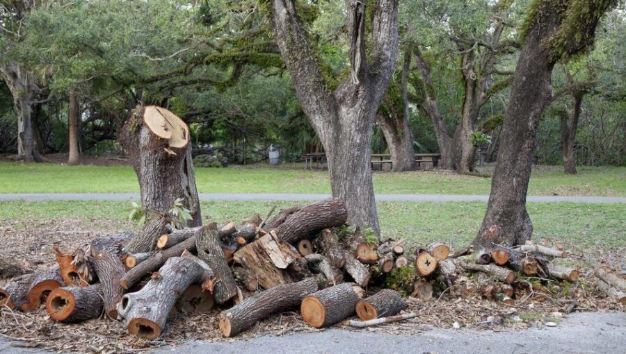 Tree Removal for Big Bear Tree Service in Newport News, VA
