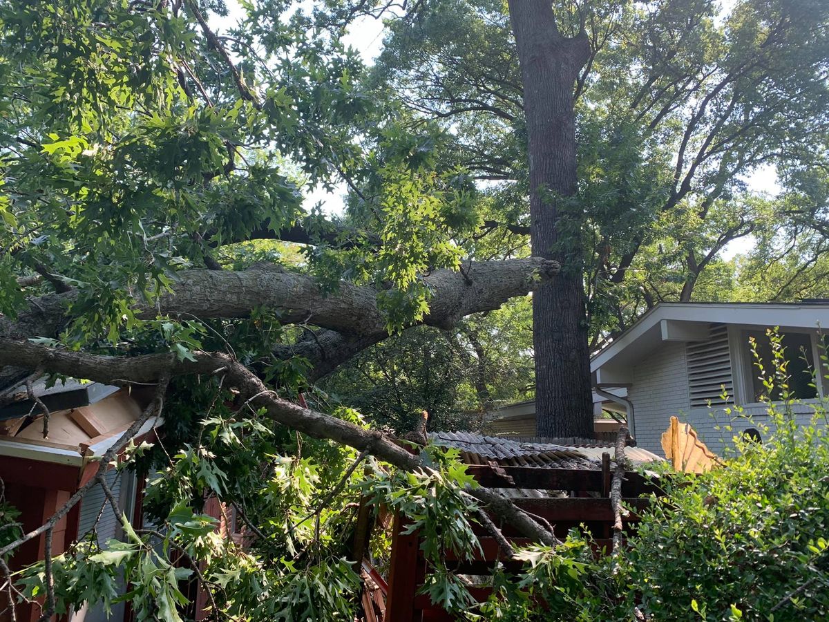 Tree Removal for TLC Professional Tree Service in Fort Worth, TX