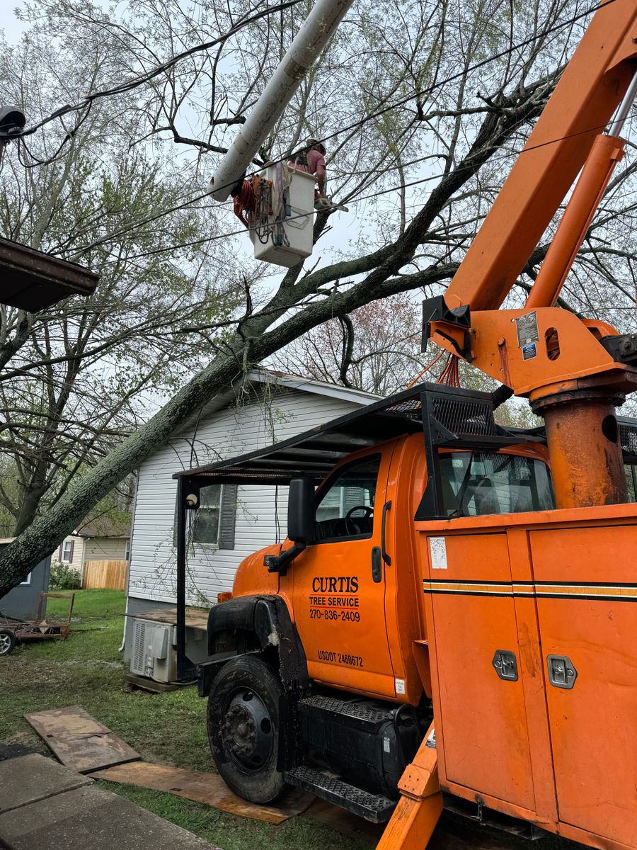 Tree Trimming for Curtis Tree Service LLC in Hopkins County, KY
