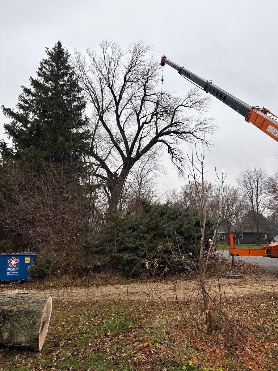 Tree Trimming for Fransen's Tree Service  in Freeport, IL
