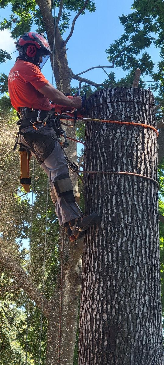 Tree Trimming for Servin's Tree Care  in Houston, TX