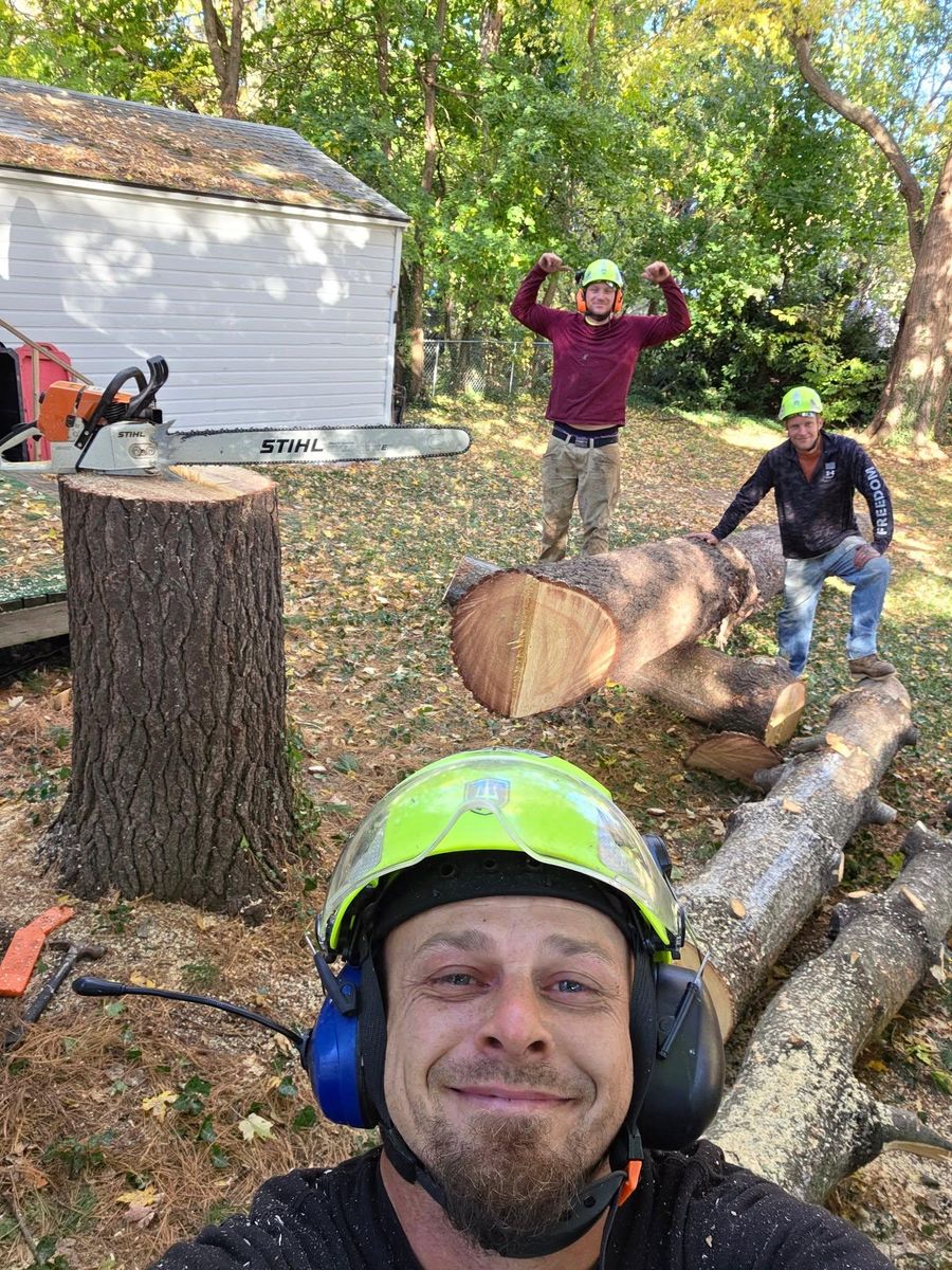 Tree Trimming for D Hale Tree Service in Ann Arbor, MI