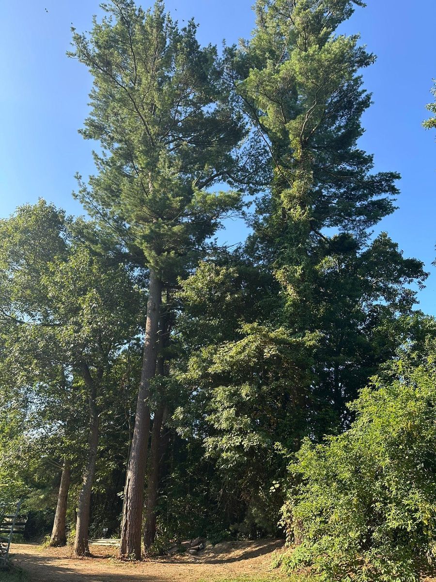 Tree Trimming for Silver City Tree and Landscape in Taunton, MA