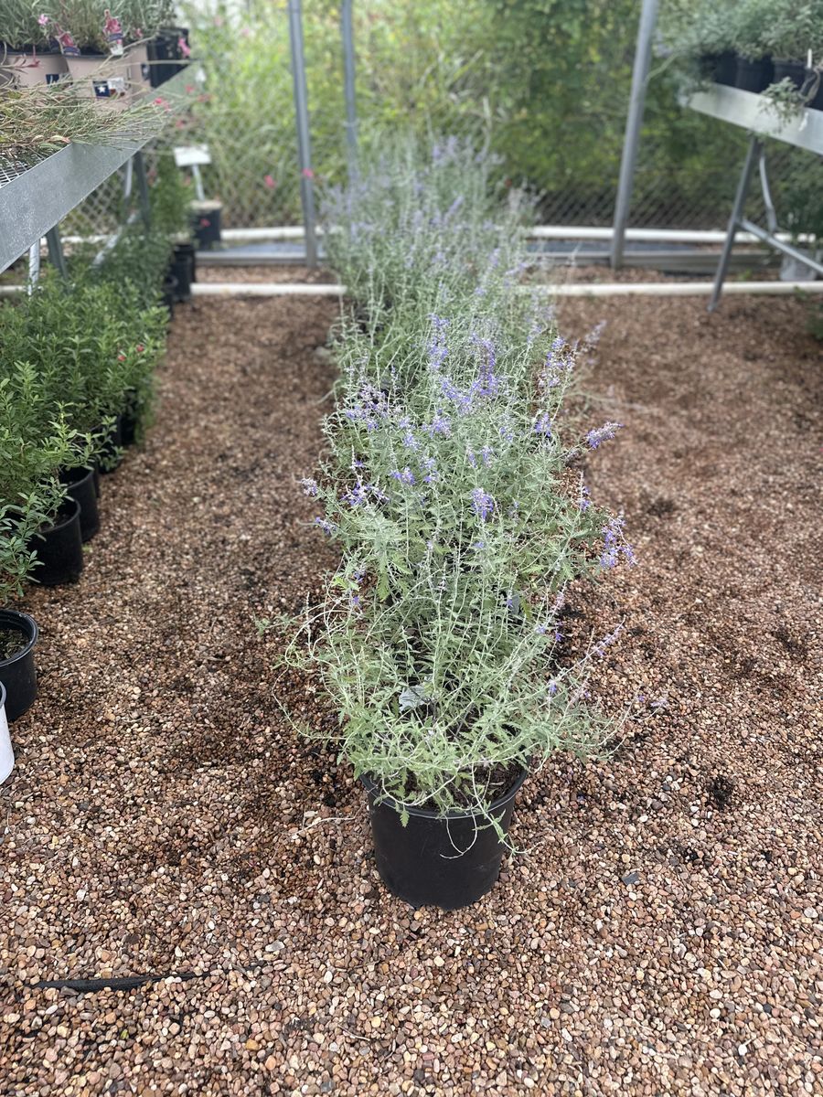 Landscape Installation for Atlas Land Design in Creekside Park, TX