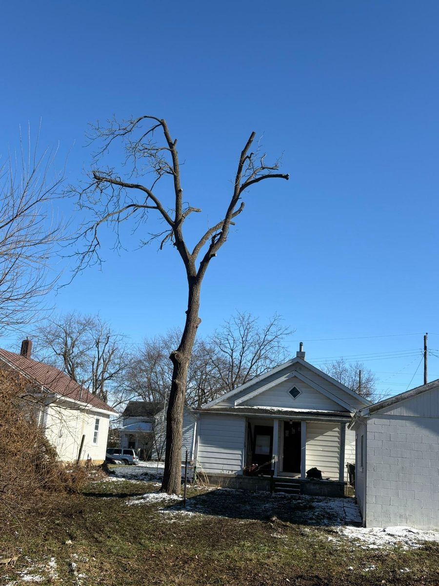 Tree Removal for Dig-It Tree Company in Mason, OH