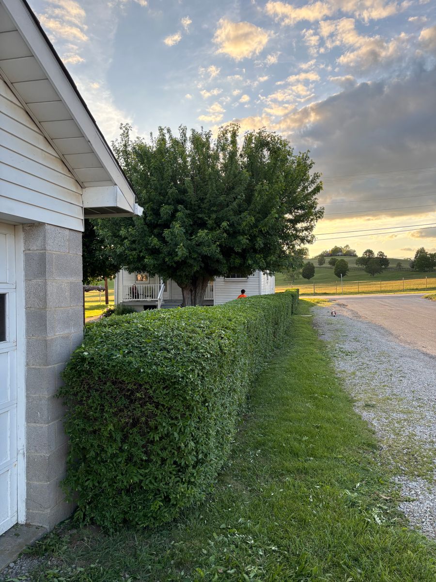 Tree Trimming for Cam Yardz in Washington, PA