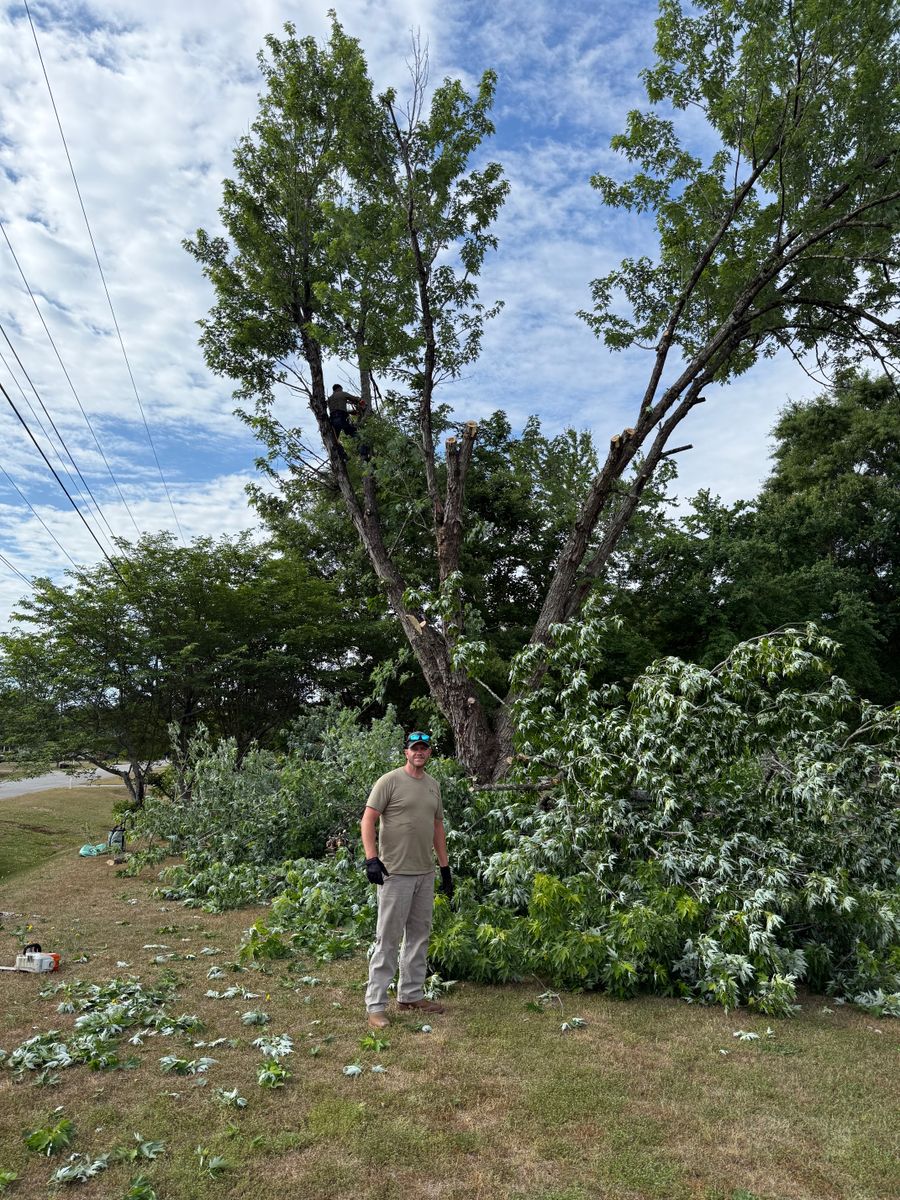 Tree Removal for T N L - Tree and Land Service in Reynolds, GA