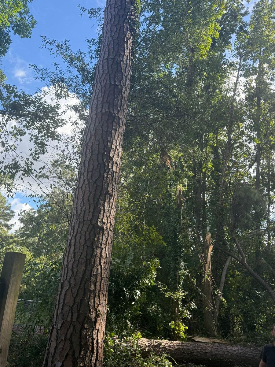 Tree Removal for Hawkins Tree Service & Land Management in Richmond Hill, GA