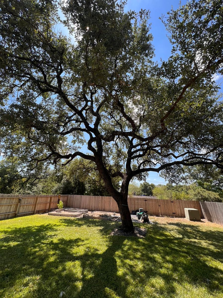 Tree Trimming for 210 Tree Care in San Antonio, TX