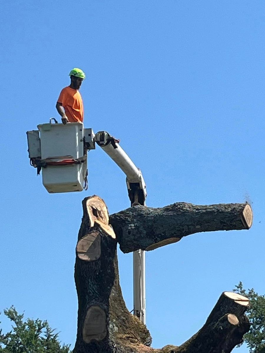 Tree Removal for H n H Tree Service in Taneyville, MO