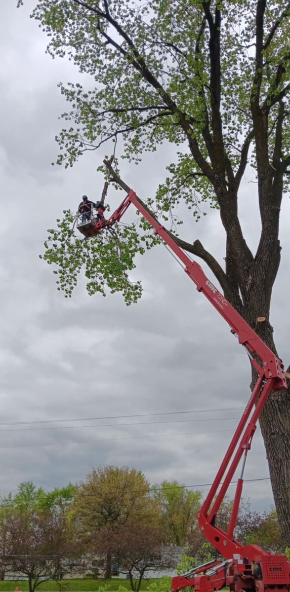 Tree Trimming for Lawn Ranger Yard And Tree Service LLC in Ottumwa, IA
