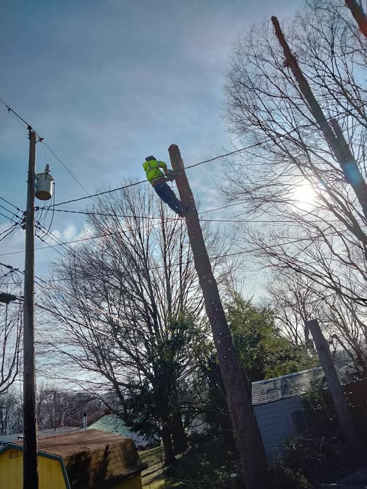 Tree Trimming for Billiter's Tree Service, LLC in Rootstown, Ohio