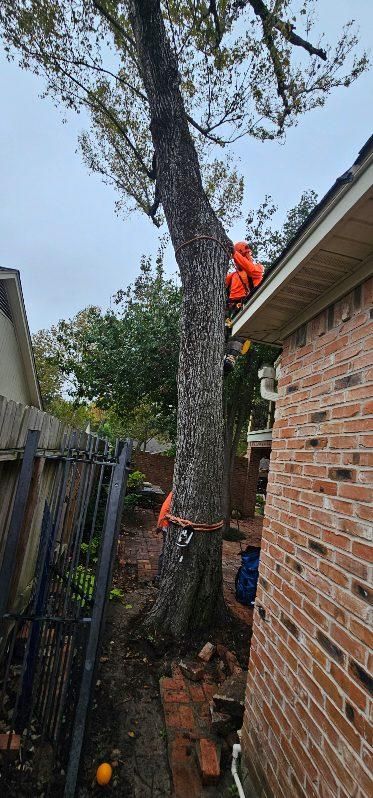 Tree Removal for Servin's Tree Care  in Houston, TX