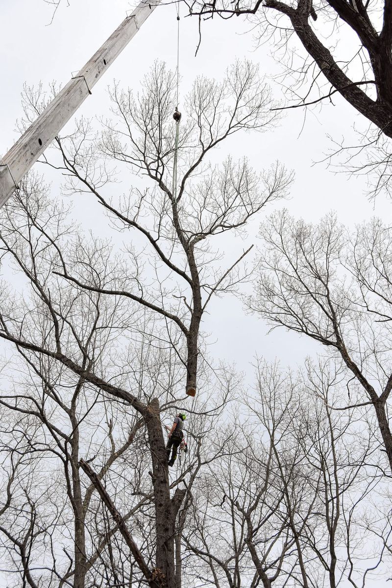 Crane Service for Total Tree Service in Washington, NJ