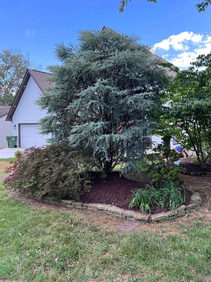 Shrub Trimming for Settle Tree Services in Knoxville, TN