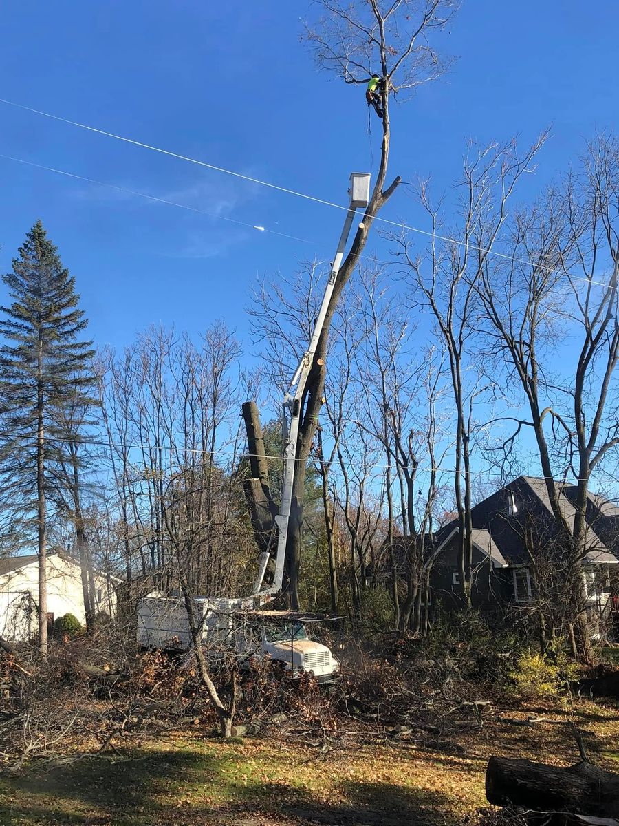 Tree Trimming for The Bucking Arborists in Flint, MI