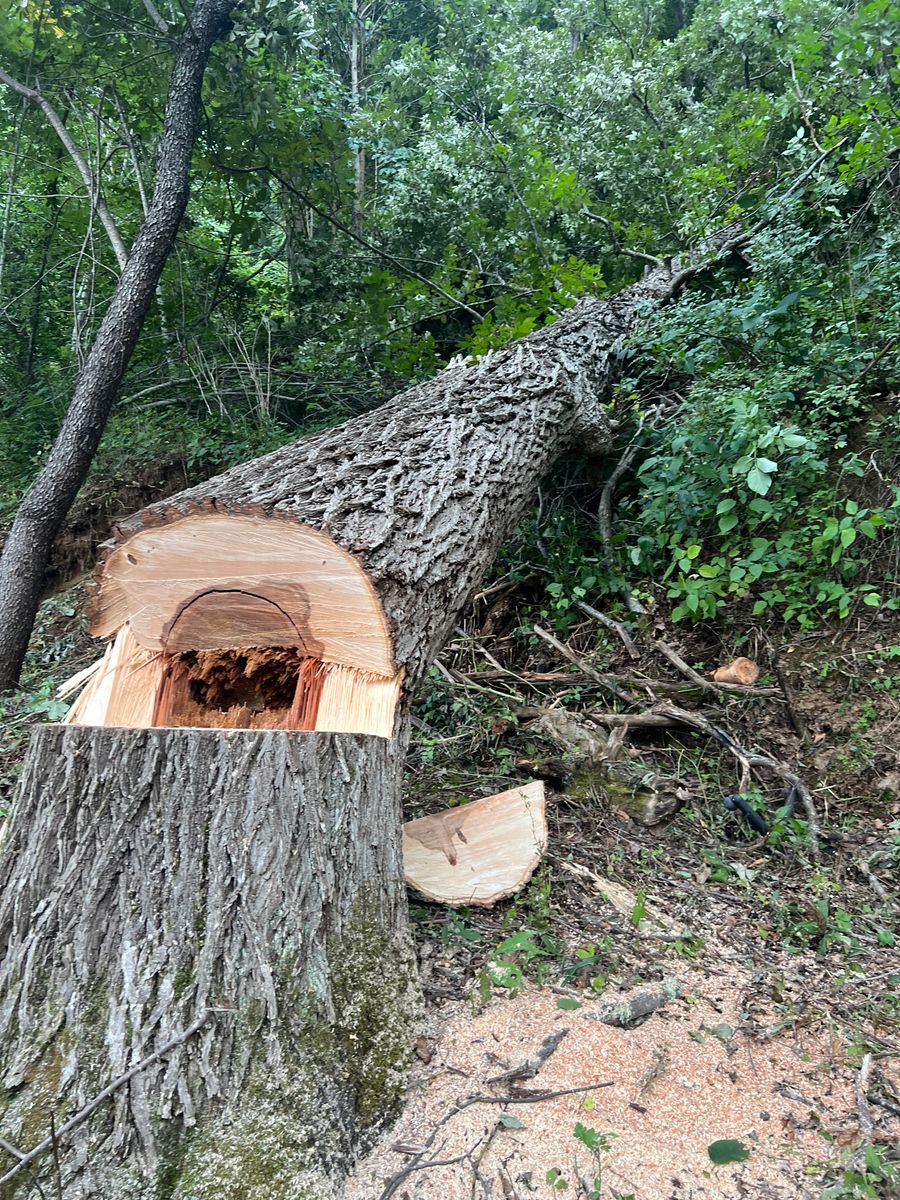 Tree Removal for Ground To Sky Tree Care in Asheville, North Carolina