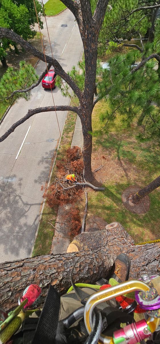 Tree Trimming for Servin's Tree Care  in Houston, TX