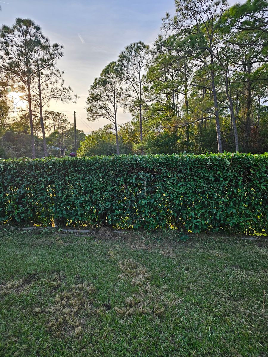 Tree and Hedge Care for Above the Lawn Cuts and Pressure Washing in Sebring, FL