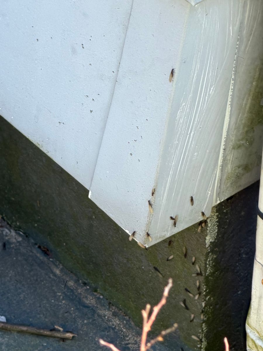 Termite Inspection & Treatment for All-In Pest Control & Home Solutions in Greene County, IN