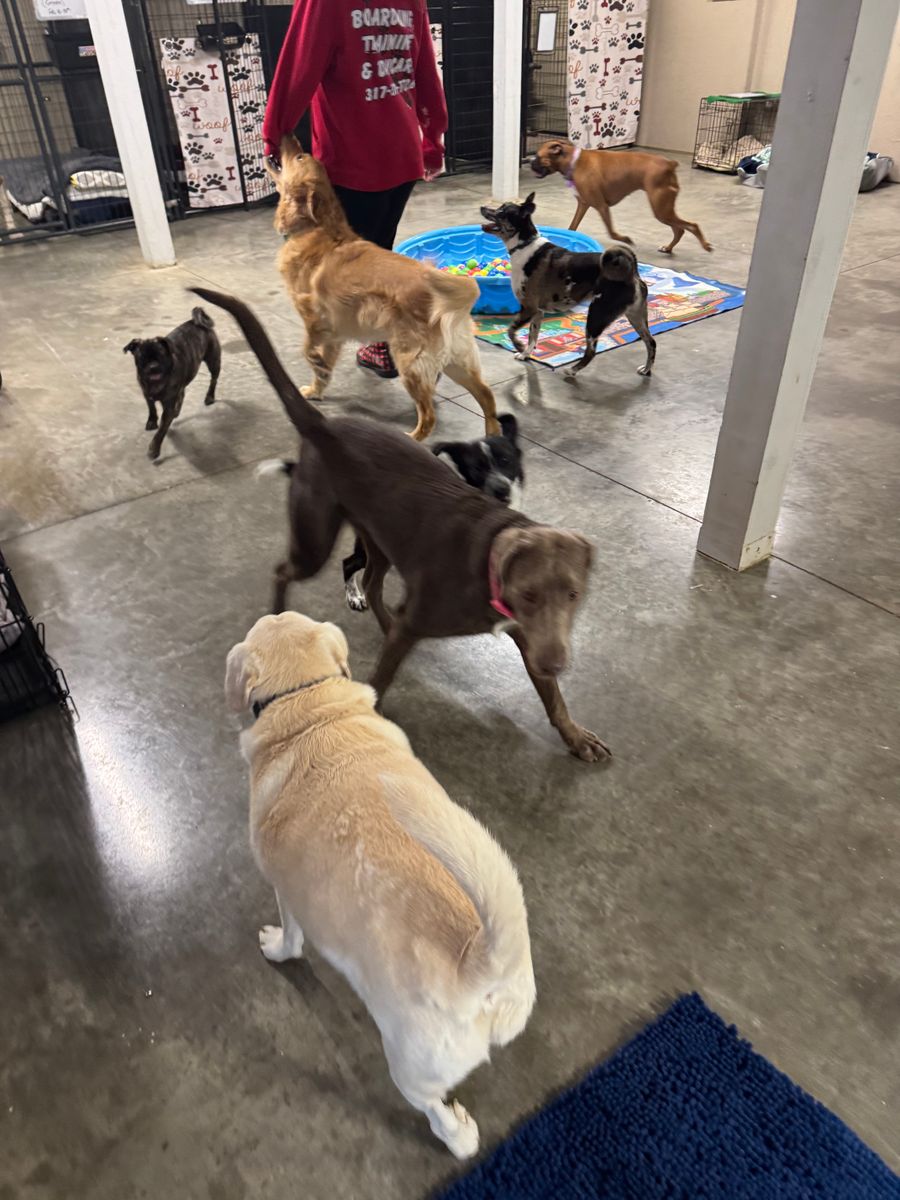 Boarding and Daycare for Curbside Clips Mobile Grooming in Roachdale, Indiana